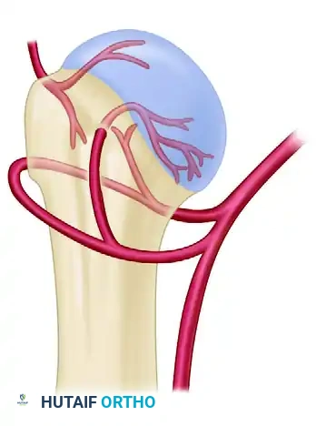 رسم توضيحي للتروية الدموية والشرايين المحيطة بأعلى عظمة العضد