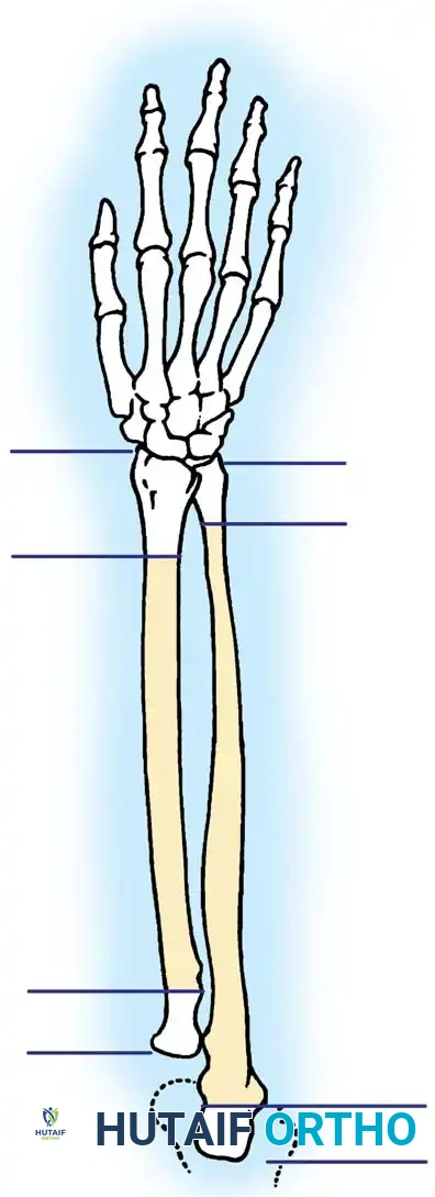 Hutaifortho's Orthopaedic Diagram