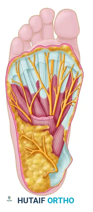 Incision on plantar surface of foot for repair of flexor hallucis longus