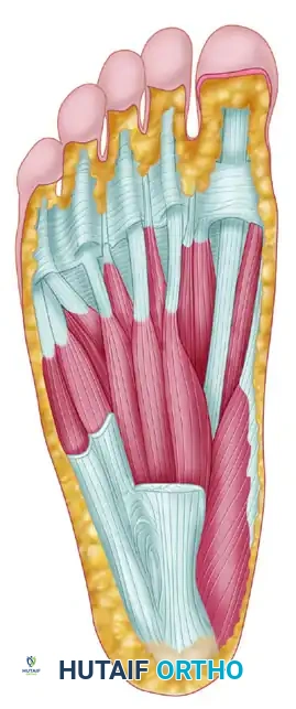REPAIR OF FLEXOR HALLUCIS TEAR Surgical Diagram