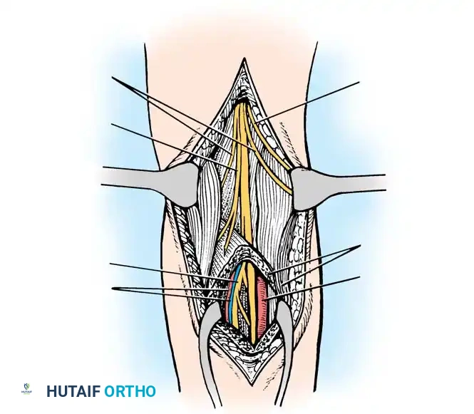 Autonomous zones of the lower extremity