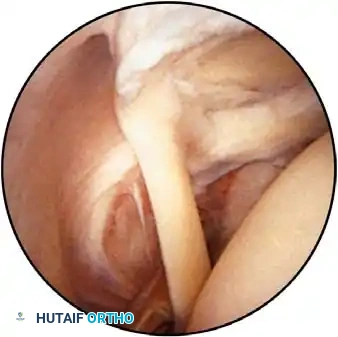 Hutaifortho's Orthopaedic Diagram
