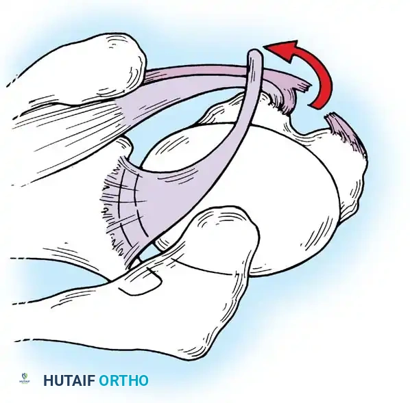 Hutaifortho's Orthopaedic Diagram