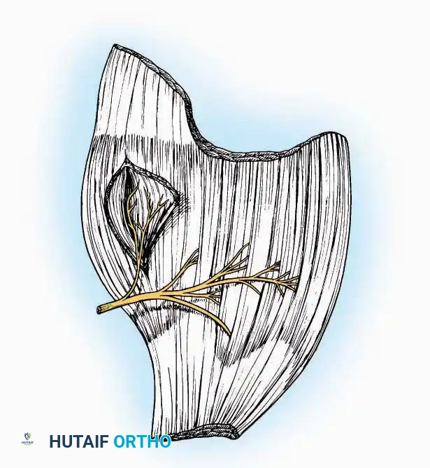 Hutaifortho's Orthopaedic Diagram