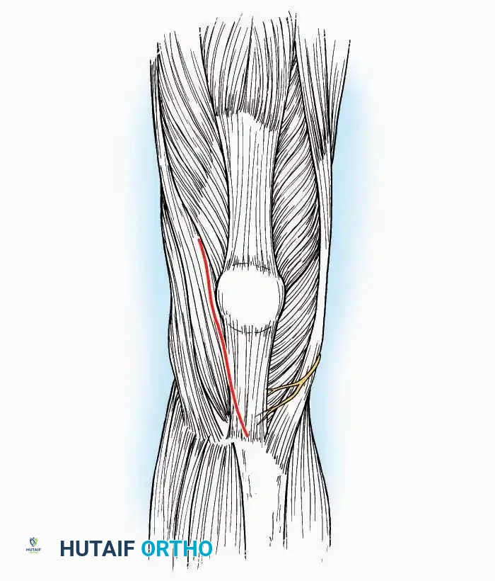 Hutaifortho's Orthopaedic Diagram