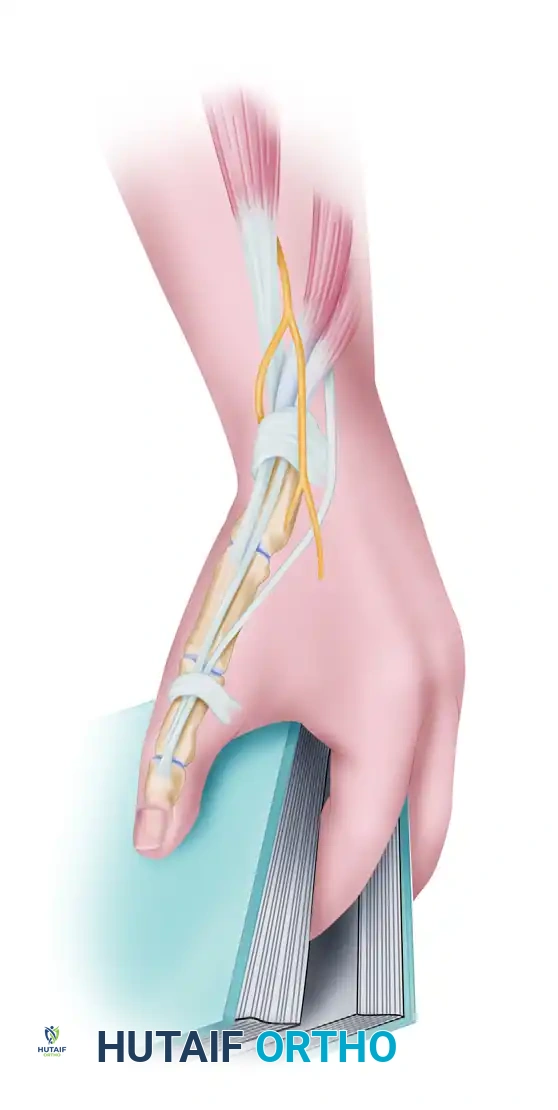 Superficial branch radial nerve