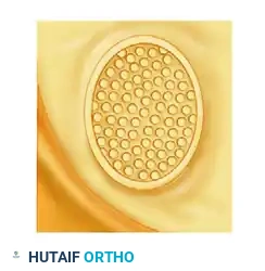 Digital Nerve Repair: Advanced Microsurgical Techniques and Protocols