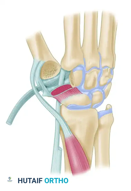 Hutaifortho's Orthopaedic Diagram