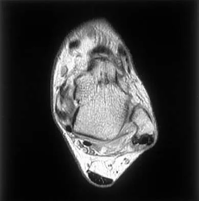 Anatomy 2000 Practice Questions: Set 1 (Solved) - Figure 9