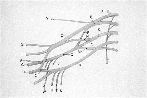 Anatomy Board Review 2000: High-Yield MCQs (Set 2) - Figure 22
