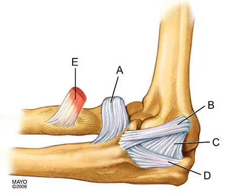 Anatomy 2008 Practice Questions: Set 1 (Solved) - Figure 4