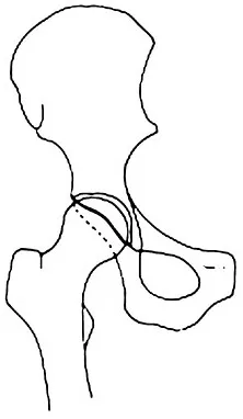 Anatomy 2008 Practice Questions: Set 3 (Solved) - Figure 10