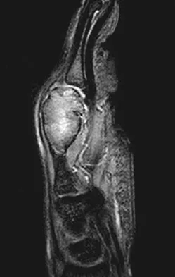 Anatomy 2008 Practice Questions: Set 3 (Solved) - Figure 6