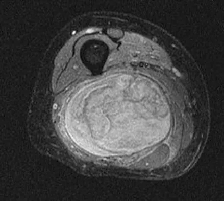 Anatomy Board Review 2008: High-Yield MCQs (Set 4) - Figure 2