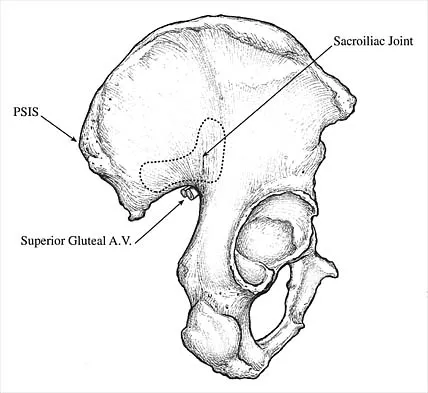 Anatomy 2026 MCQs: Board Review Questions & Answers (Part 1) - Figure 81