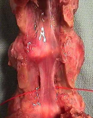 Anatomy 2026 MCQs: Board Review Questions & Answers (Part 4) - Figure 35
