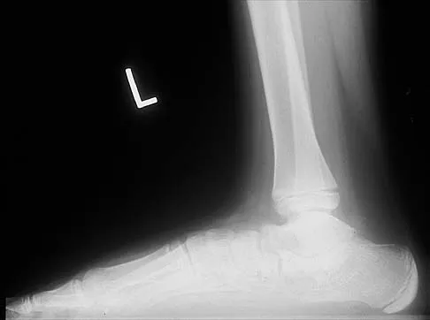 Anatomy 2026 MCQs: Board Review Questions & Answers (Part 4) - Figure 5