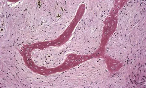 Basic Science Board Review 2002: High-Yield MCQs (Set 2) - Figure 12