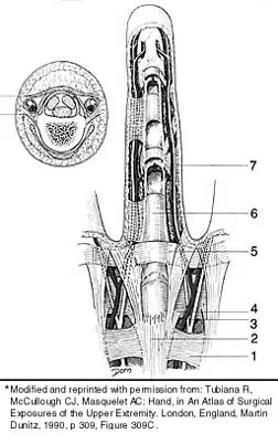 General Orthopedics 2026 Practice Questions: Set 13 (Solved) - Figure 17