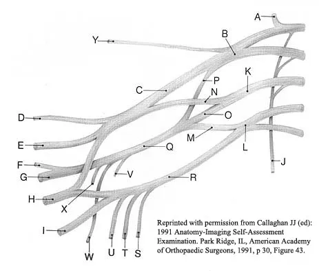 Orthopedic Surgery Board Review 2026 | High-Yield MCQs - Set 8 - Figure 54