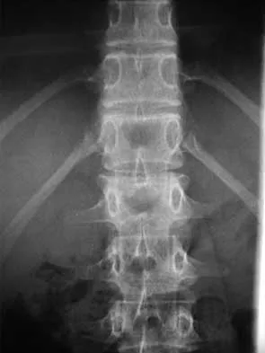 Spine Surgery 2000 Practice Questions: Set 1 (Solved) - Figure 37
