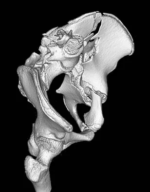 Trauma Board Review 2006: High-Yield MCQs (Set 4) - Figure 12