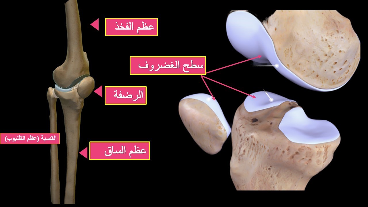 خشونة الركبة: الأسباب والأعراض ووسائل العلاج