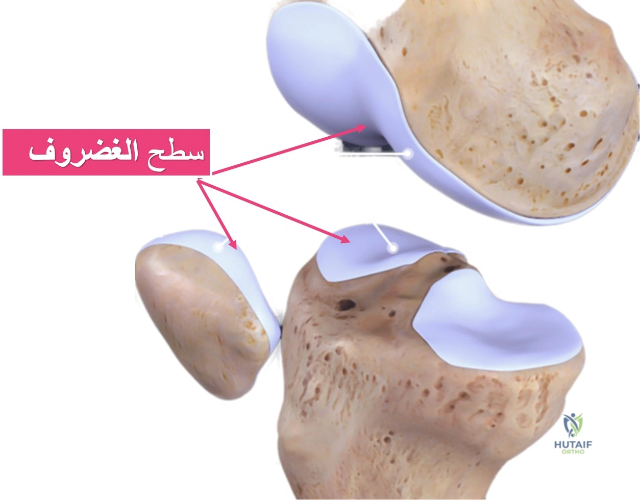 تشريح مفصل الركبة