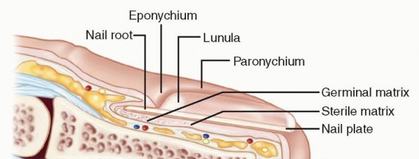 Soft Tissue Coverage of Fingertip Amputations