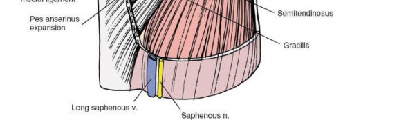 Illustration 25 for Unlocking the Medial Side of the Knee: A Surgical Anatomy Guide