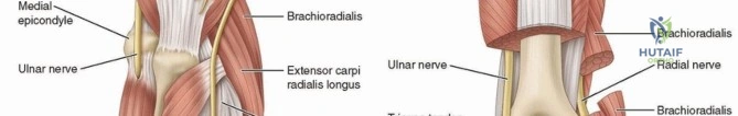 Operative Principles and Biomechanics of Tendon Transfer in the Upper Extremity
