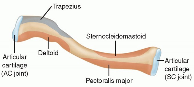 Illustration of anatomy of the shoulder - Dr. Mohammed Hutaif