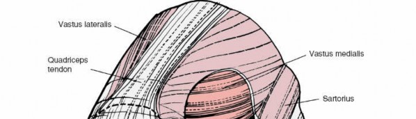 Unlocking the Medial Side of the Knee: A Surgical Anatomy Guide