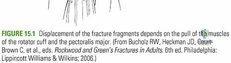 Illustration 4 for Proximal Humerus Fractures: Essential Guide to Anatomy & Recovery