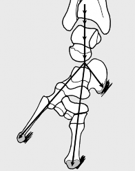 Unlock Foot Movement: Note the Presence of Critical Anatomical Joints