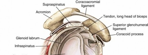 Comprehensive Shoulder Anatomy: Every Detail of the Shoulder