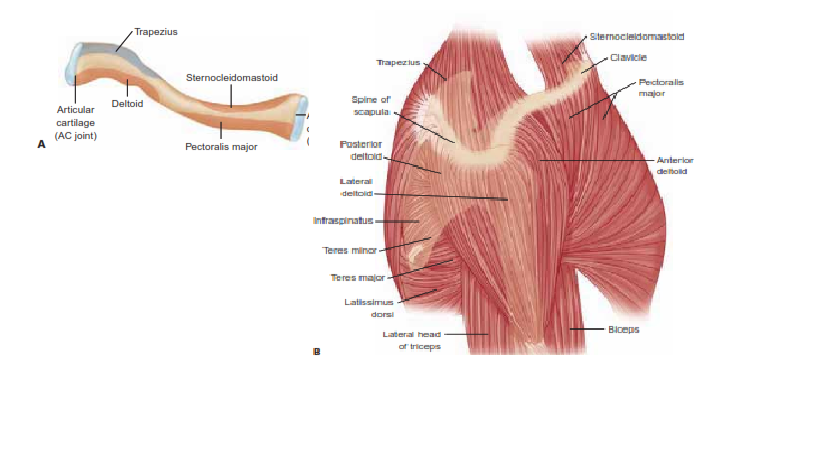 Clavicle Fractures: Intramedullary Fixation Guide, courtesy of Steven B.