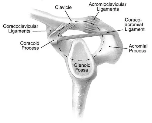 اكتشف أسرار اليد: دليلك الشامل لصحة وقوة يديك