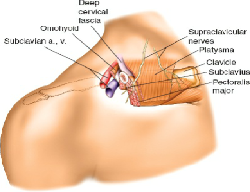 Mastering the Anterior Approach to the Clavicle: A Surgical Guide