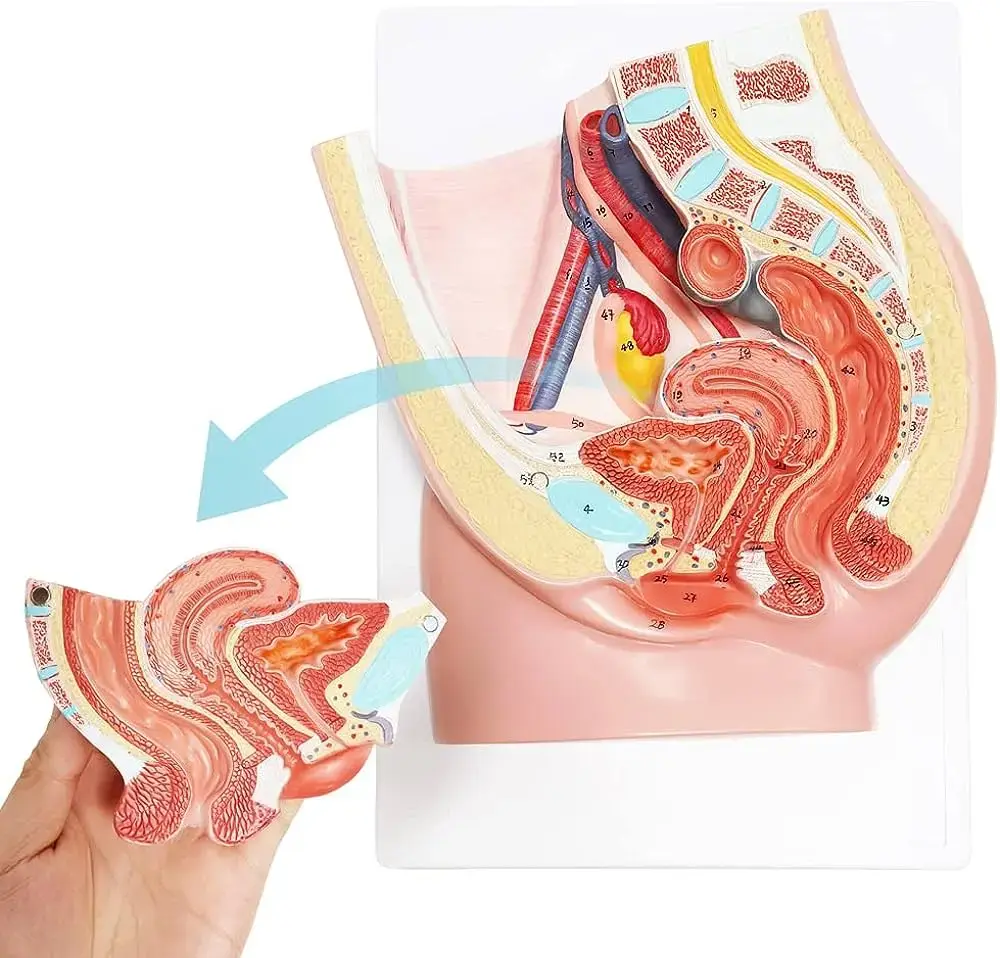 استعادة الحوض: تقنية التطعيم العظمي لنجاح مفصل الورك