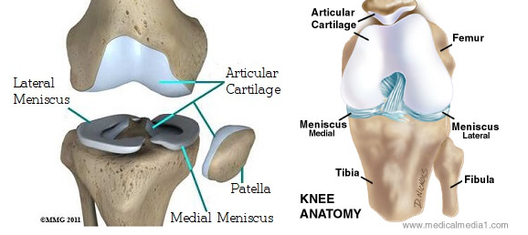 Tibial Plateau Fractures: Your Guide to Causes, Treatment & Recovery