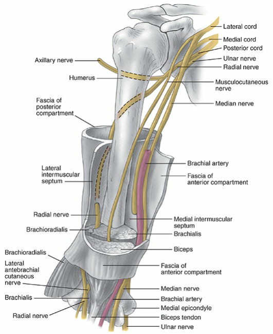 The neurovascular anatomy of the upper arm.