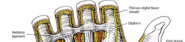 Illustration 96 for Essential Surgical Approaches: Uncover Every Aspect of the Wrist