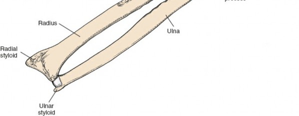 Illustration 40 for Mastering Approaches to the Upper Third of the Radius