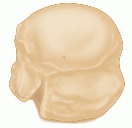 Illustration 5 for The Anatomy of the Shoulder & Elbow: Master Your Body