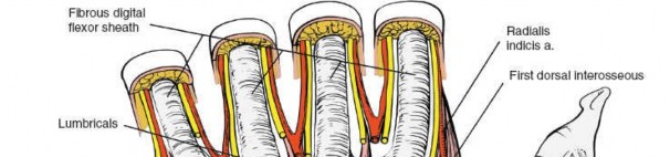 Illustration 24 for Volar Wrist Surgery: Master the Anatomy of the tendon of the flexor