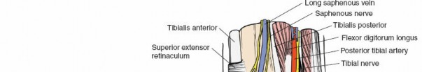 Navigate Ankle Surgery: Essential Anatomy for Approaches to the Ankle