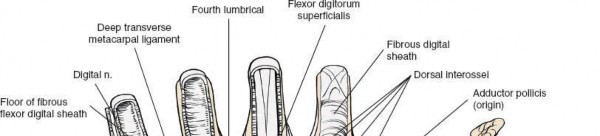 Illustration 30 for Volar Wrist Surgery: Master the Anatomy of the tendon of the flexor