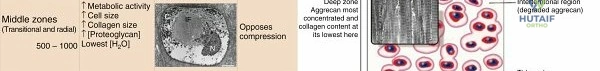Elbow structured oral examination question 2