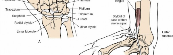 Illustration 47 for Dorsal Wrist Approach: Expert Access to the Column of the Distal Radius
